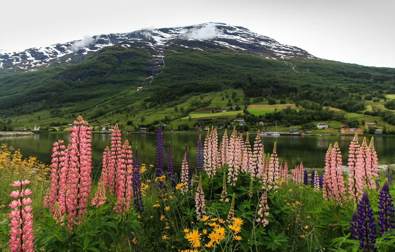 Photo wallpaper flowers, mountains, shore, Norway, Bay, the fjord, Lupin, Nordfjord, Olden