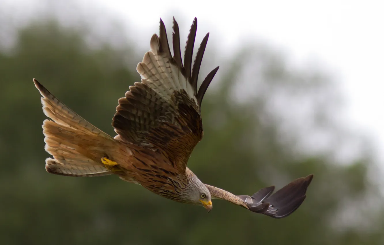 Photo wallpaper bird, red kite, flight. wings