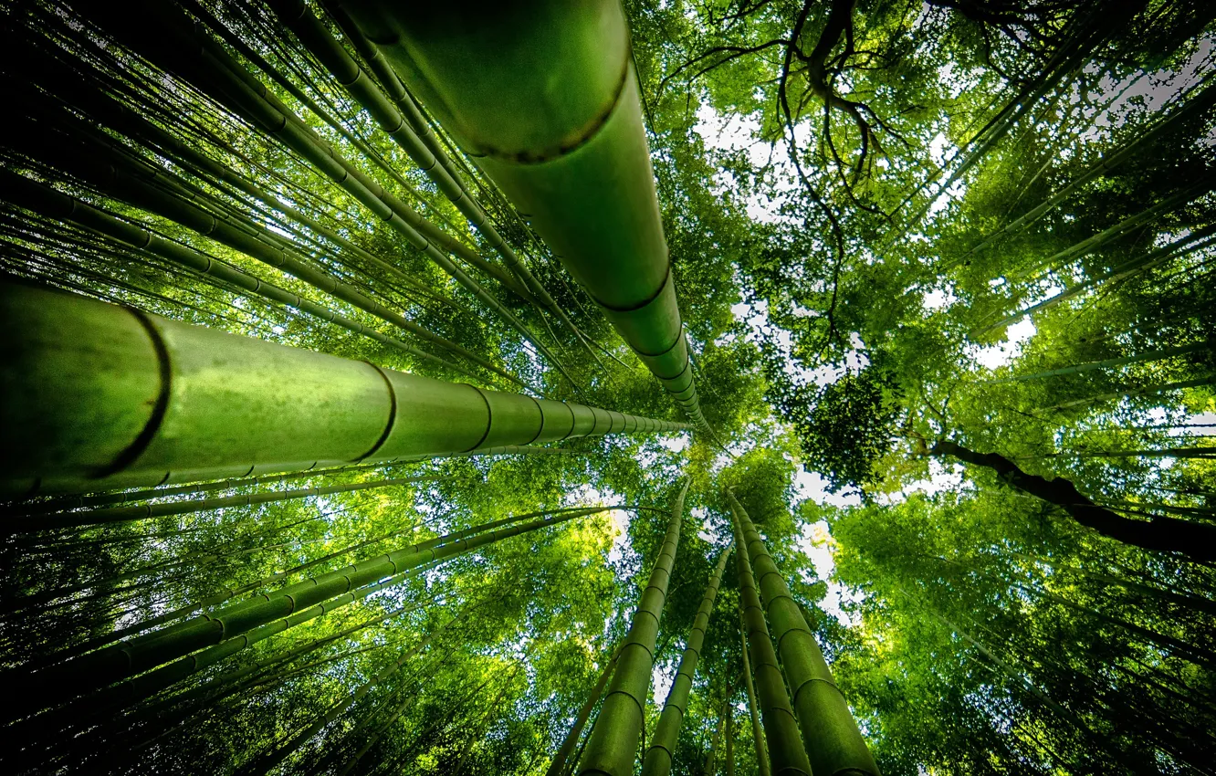 Photo wallpaper greens, up, bamboo