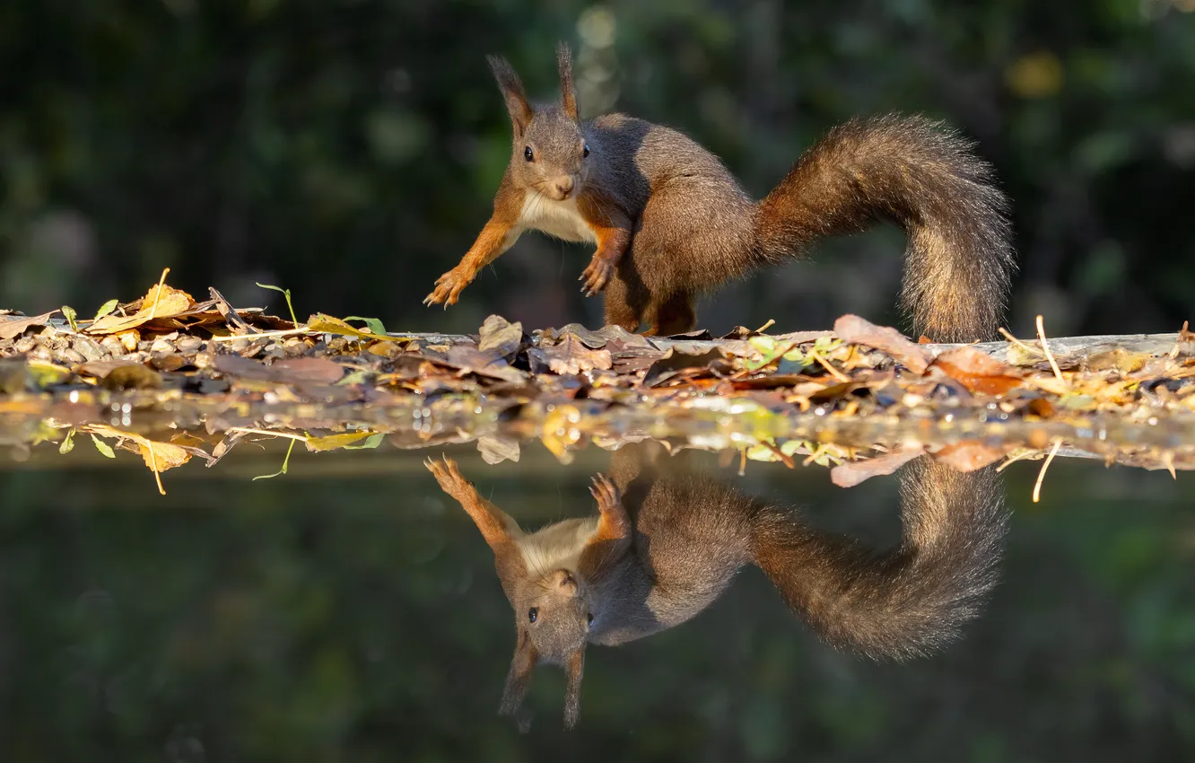 Photo wallpaper water, reflection, protein, queer