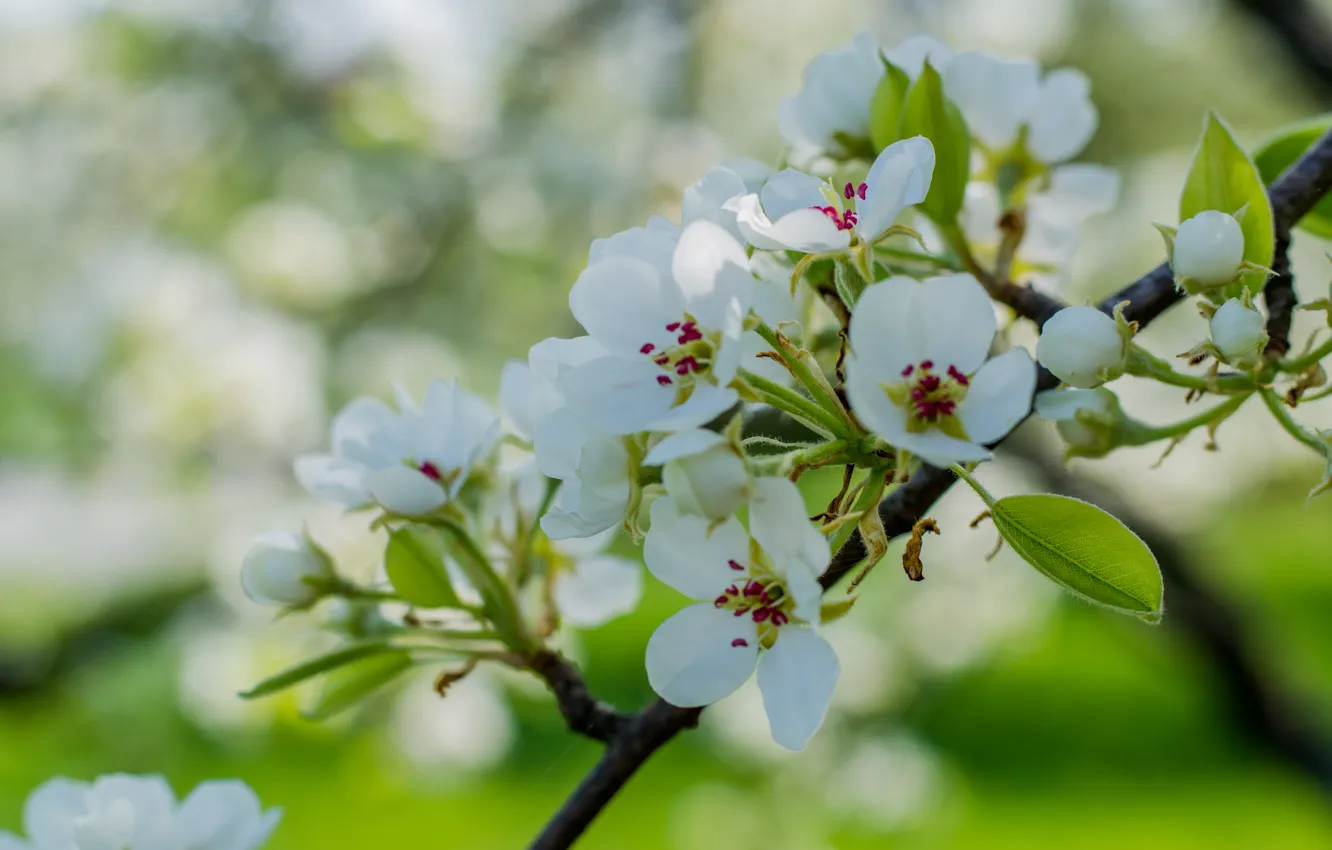 Photo wallpaper cute, beauty, may, Sunny, Apple blossom