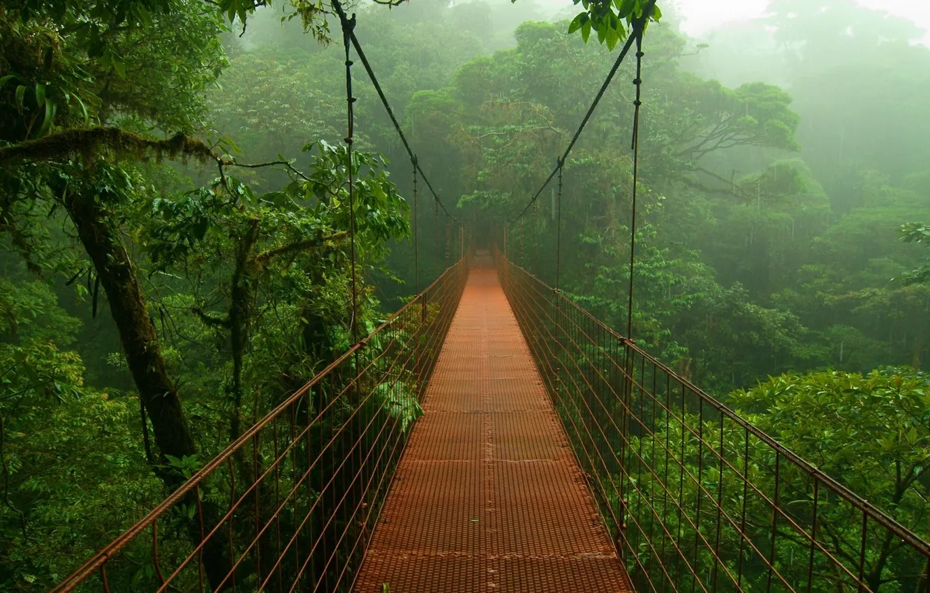 Photo wallpaper trees, bridge, fog, foliage, Jungle