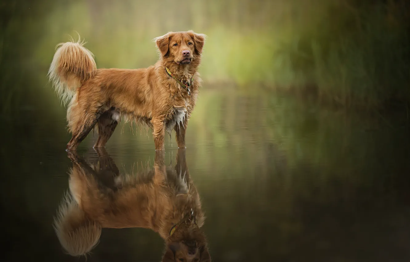 Photo wallpaper red, dog, Filou