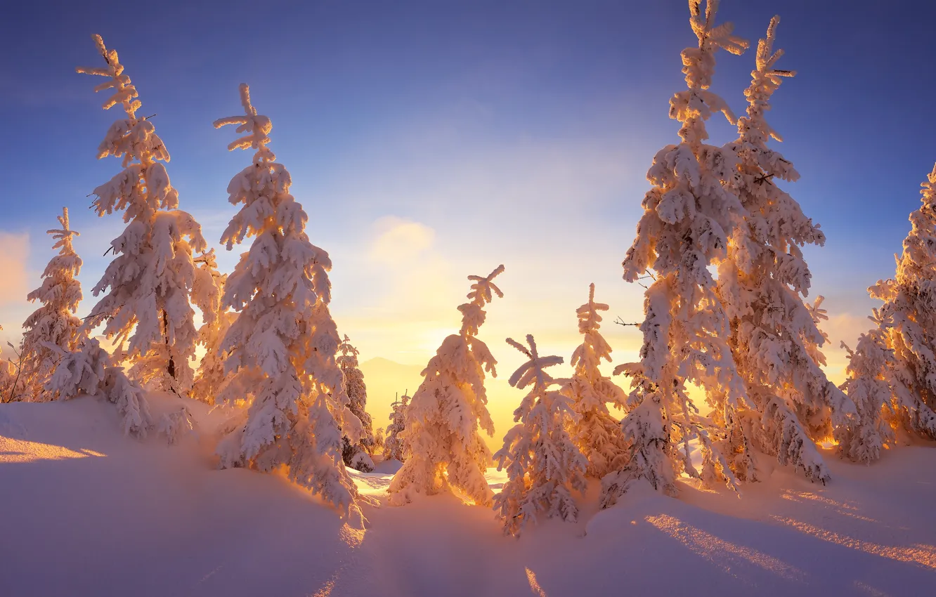 Photo wallpaper winter, the sky, rays, light, snow, branches, blue, beauty