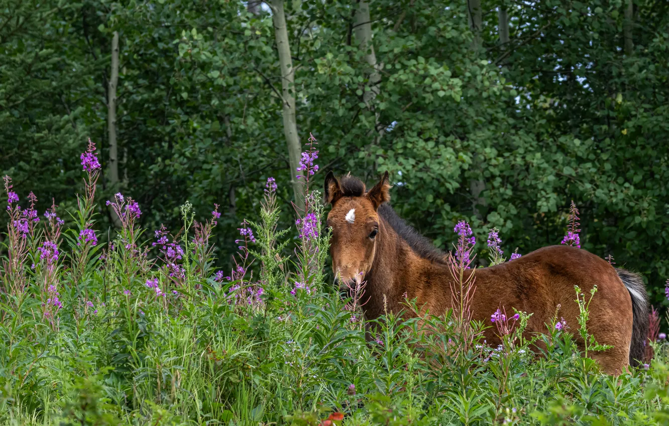 Photo wallpaper greens, forest, flowers, horse, glade, horse, foal, Ivan-tea