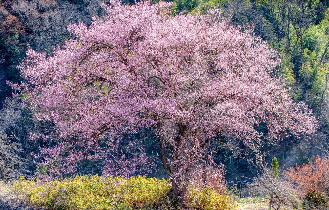 Photo wallpaper forest, the sun, trees, spring, Sakura, flowering, the bushes