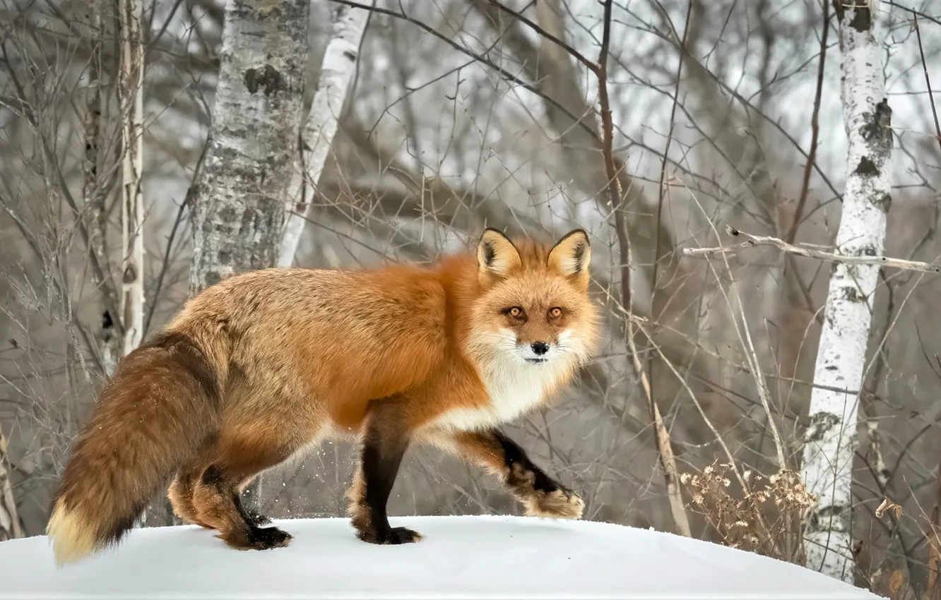 Photo wallpaper winter, forest, snow, trees, Fox, red