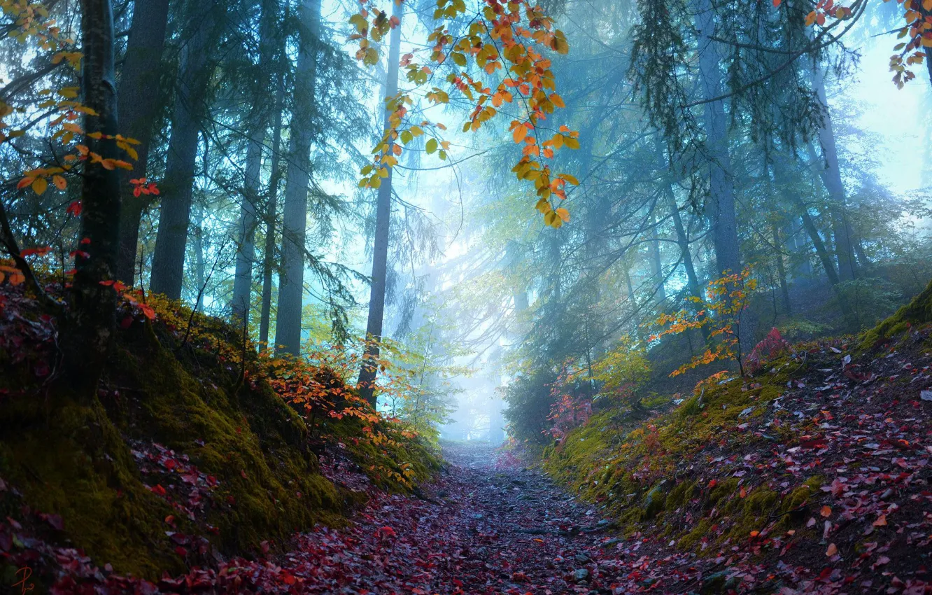 Photo wallpaper autumn, forest, leaves, trees, nature, fog, path