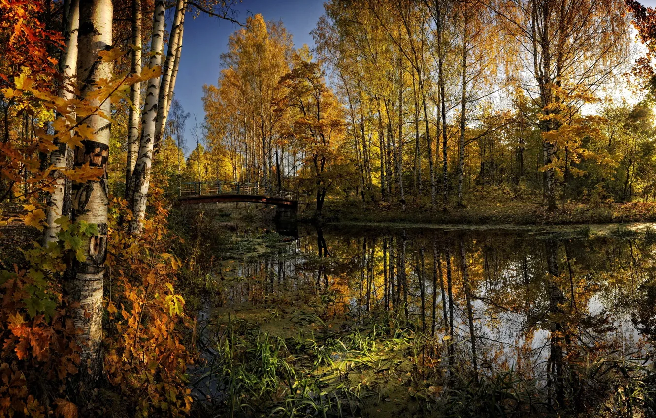 Photo wallpaper autumn, forest, trees, bridge, yellow, river