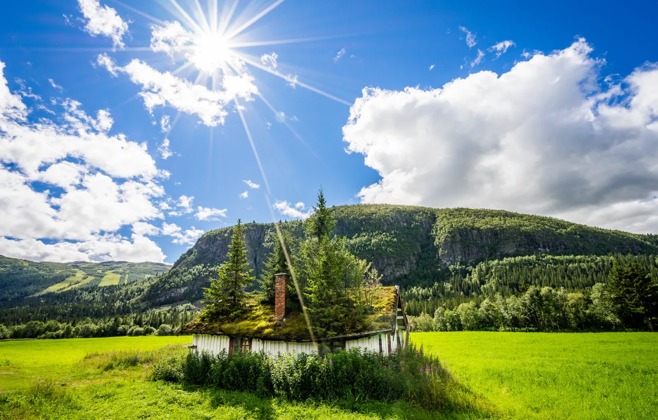 Photo wallpaper field, summer, light, nature, home