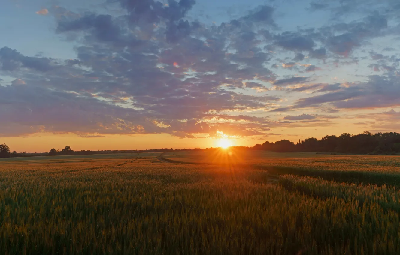 Photo wallpaper road, field, forest, the sun, clouds, light, sunset, rye