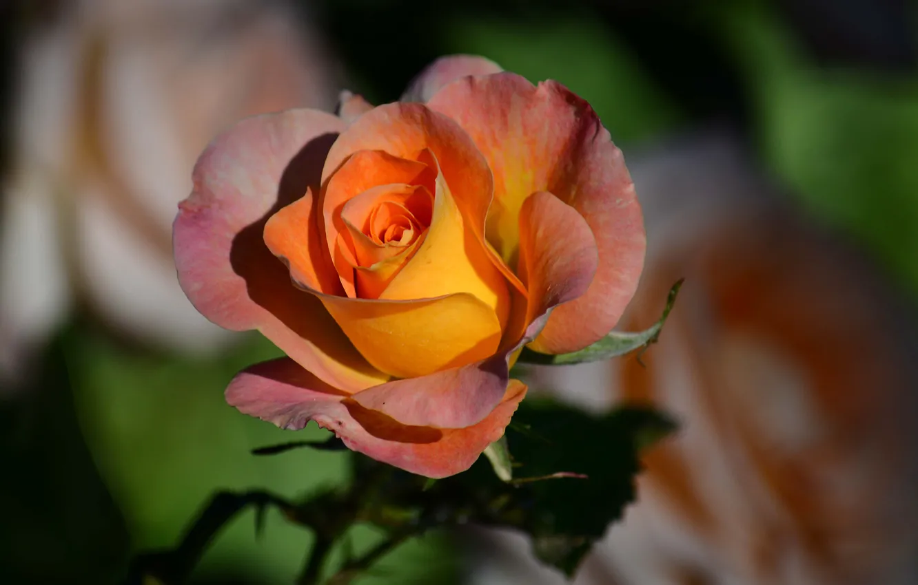 Photo wallpaper macro, roses, petals, buds, bokeh