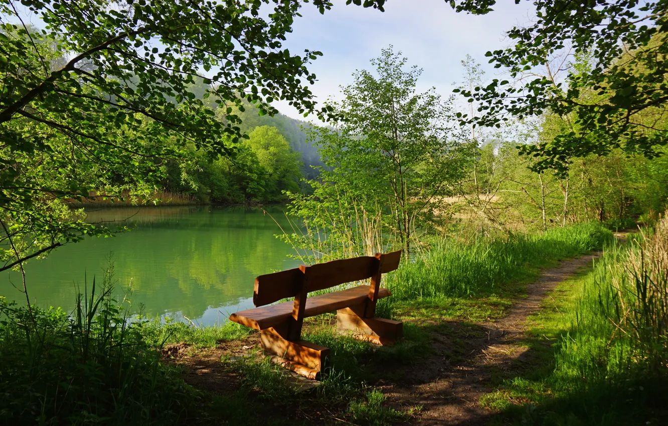 Photo wallpaper greens, forest, grass, trees, bench, branches, lake, Switzerland