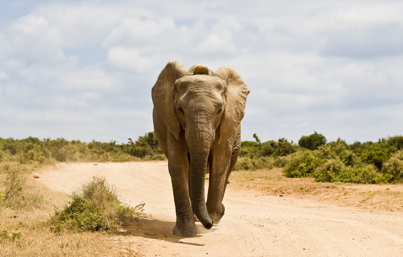 Photo wallpaper Road, Elephant, Animals