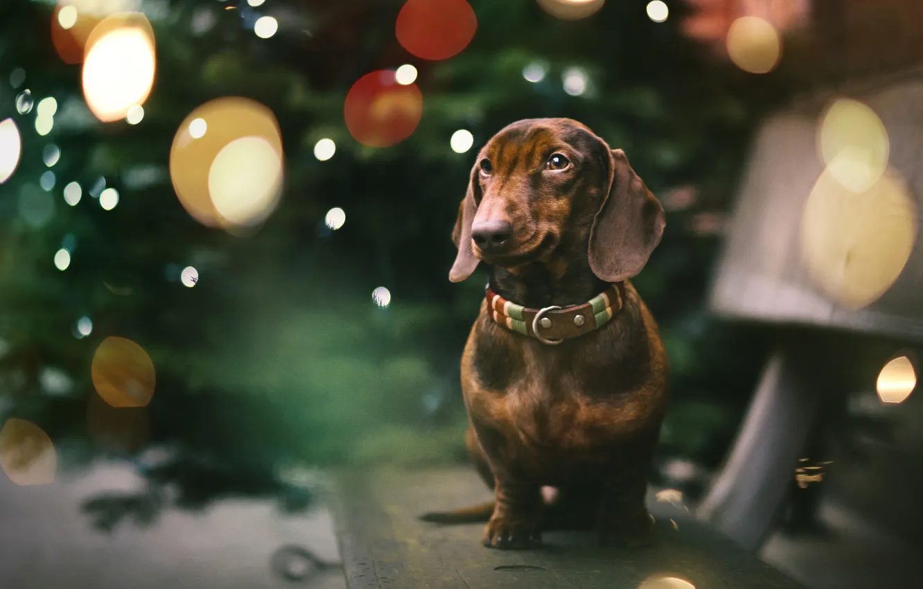 Photo wallpaper each, dog, Dachshund