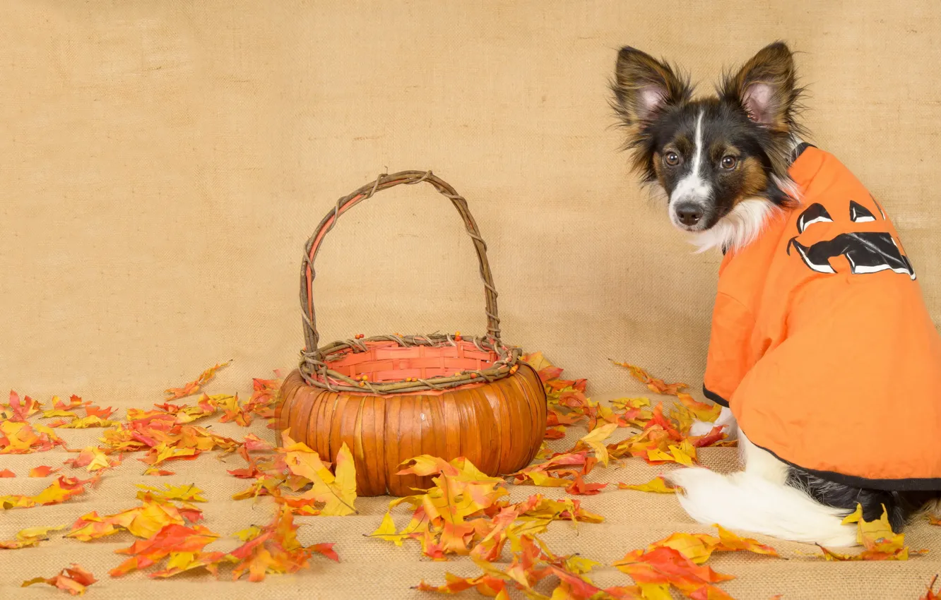 Photo wallpaper autumn, look, leaves, dog