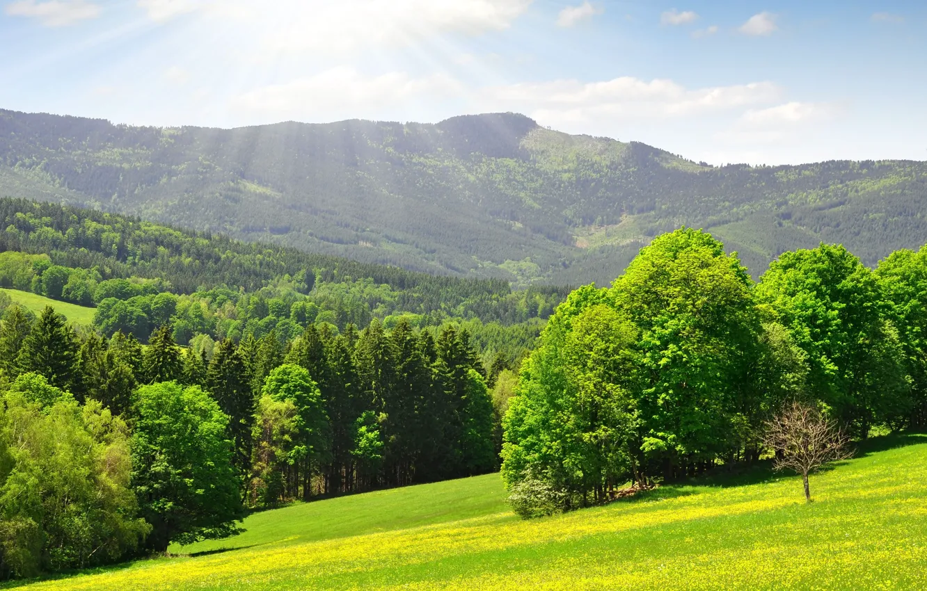 Photo wallpaper forest, grass, trees, mountains, day, green, warm, solar