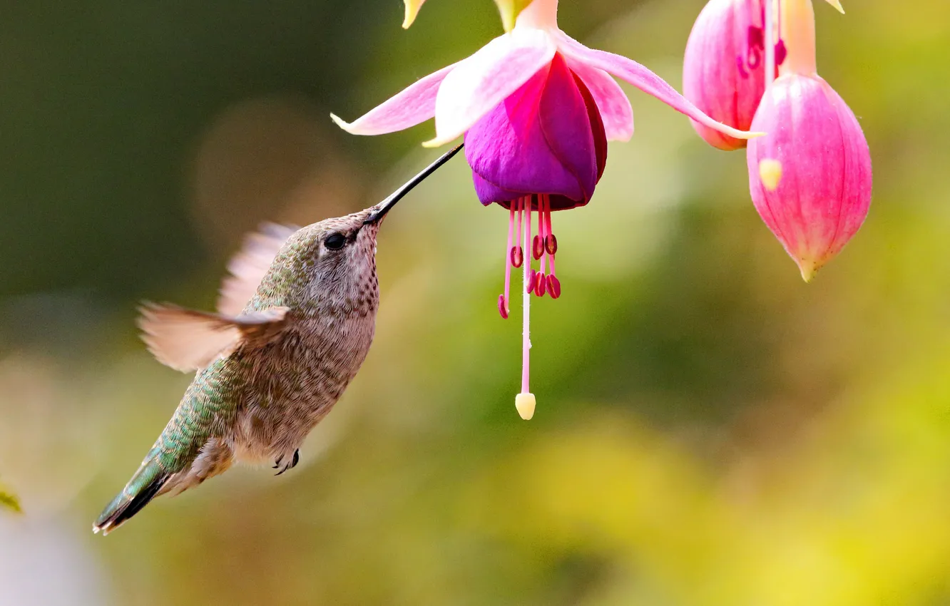 Photo wallpaper flower, bird, Hummingbird, buds, fuchsia