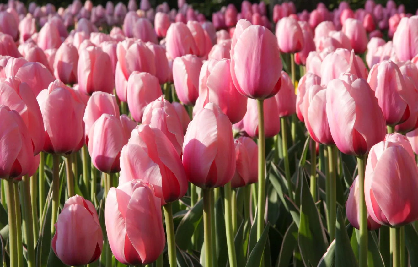 Photo wallpaper flowers, spring, tulips, pink, flowerbed
