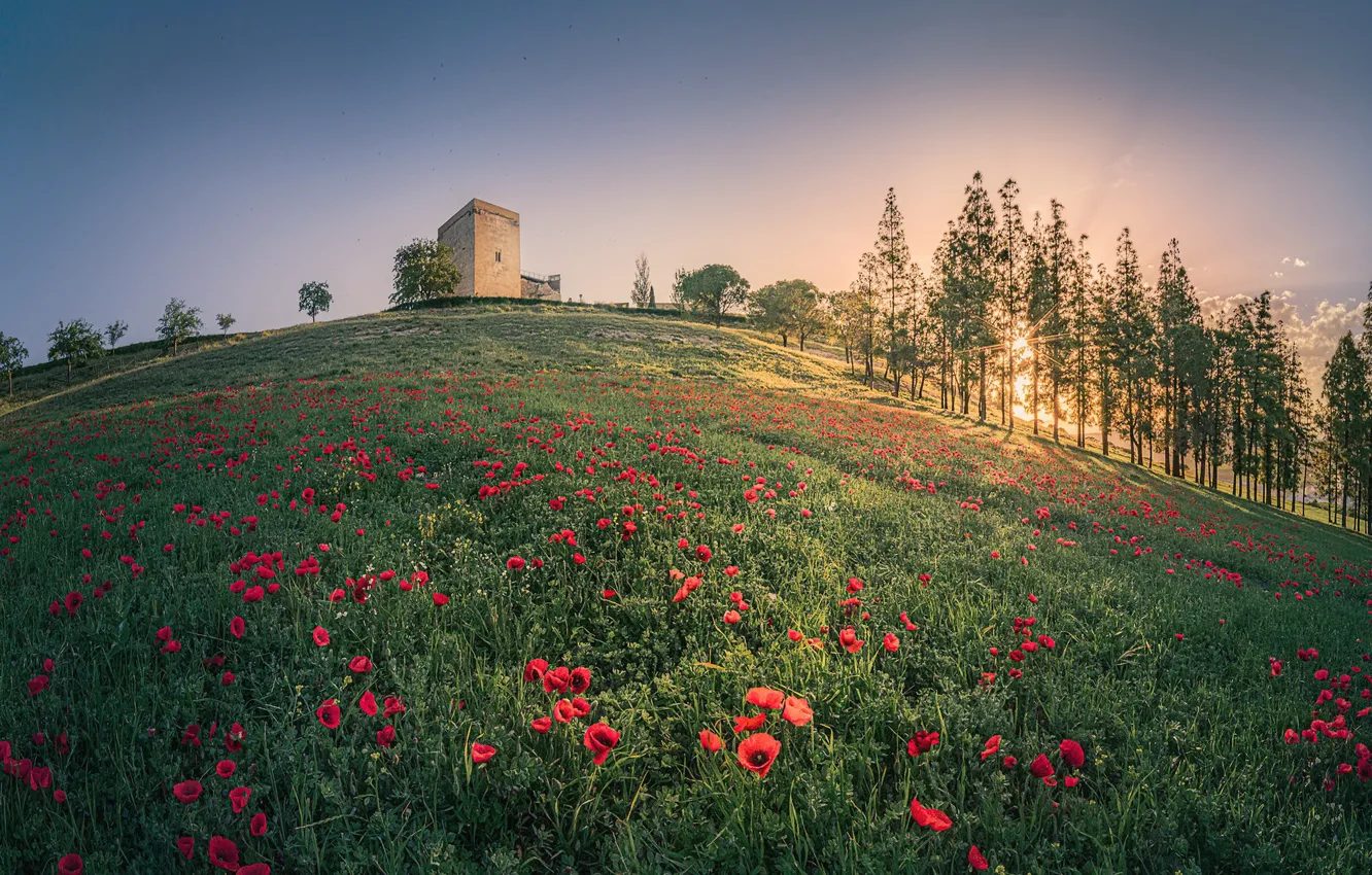 Photo wallpaper field, light, Maki, morning