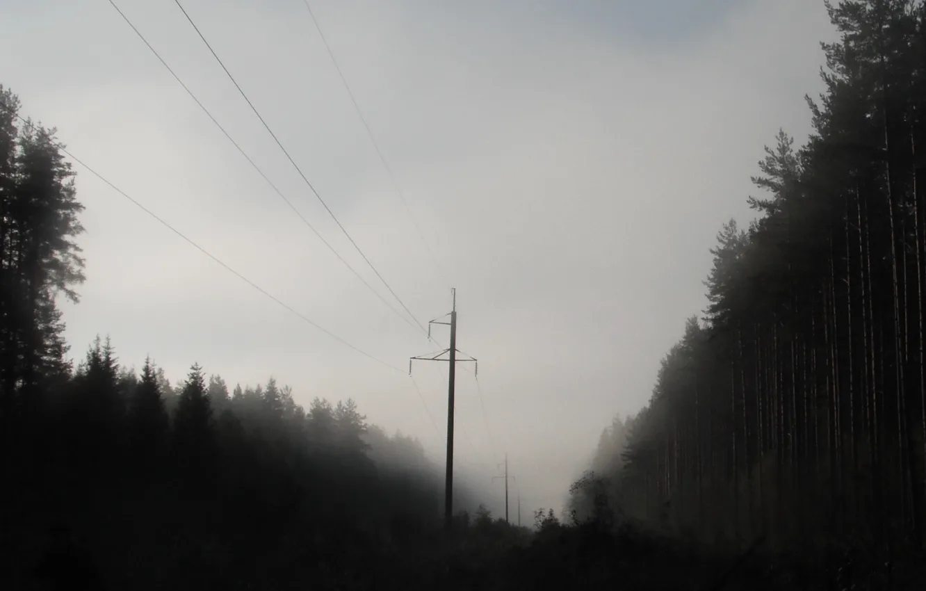 Photo wallpaper forest, fog, morning, haze, power lines
