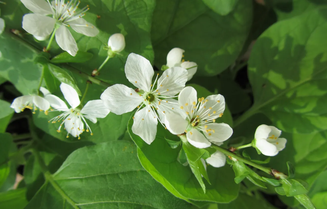Photo wallpaper flowers, spring, white
