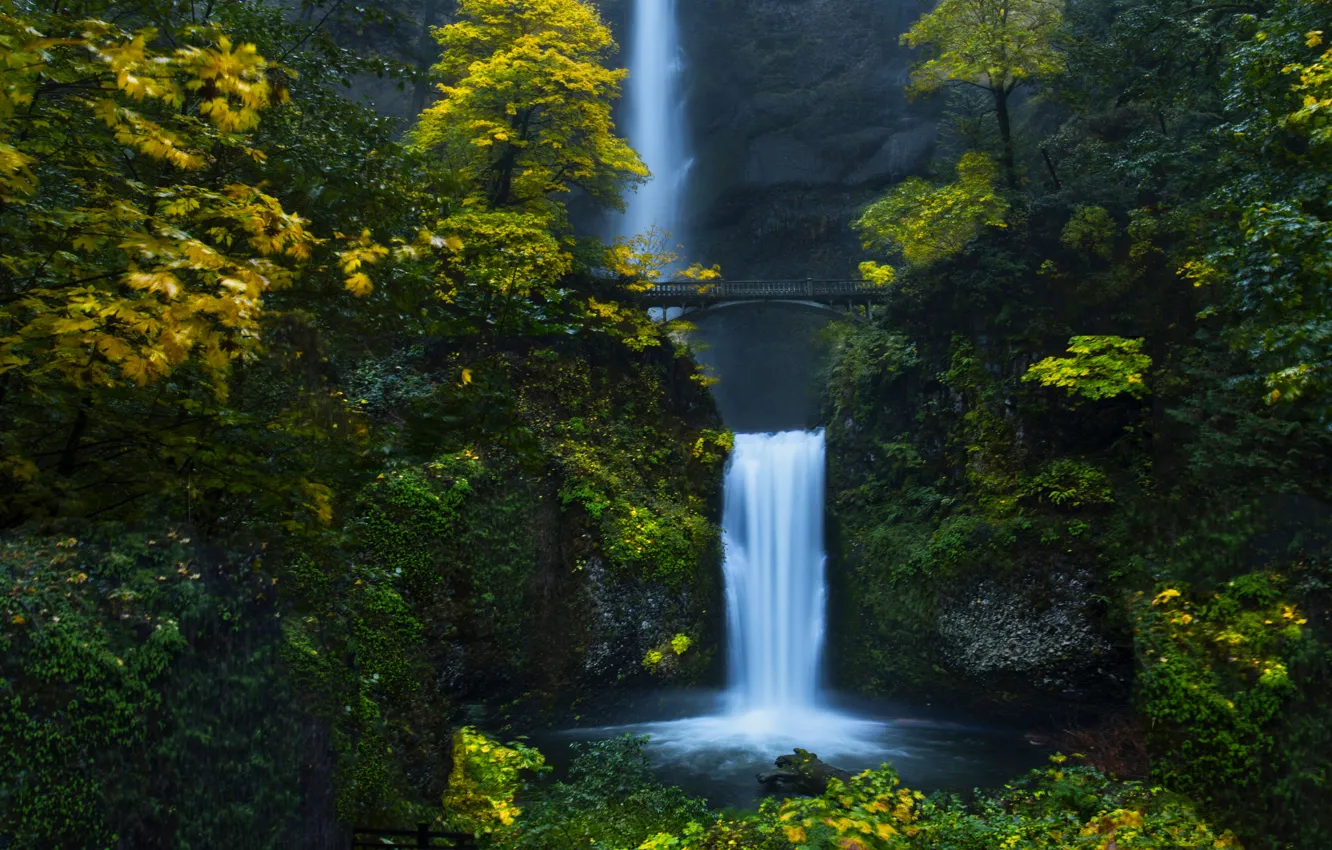 Photo wallpaper forest, water, trees, bridge, nature, waterfall, Oregon, USA