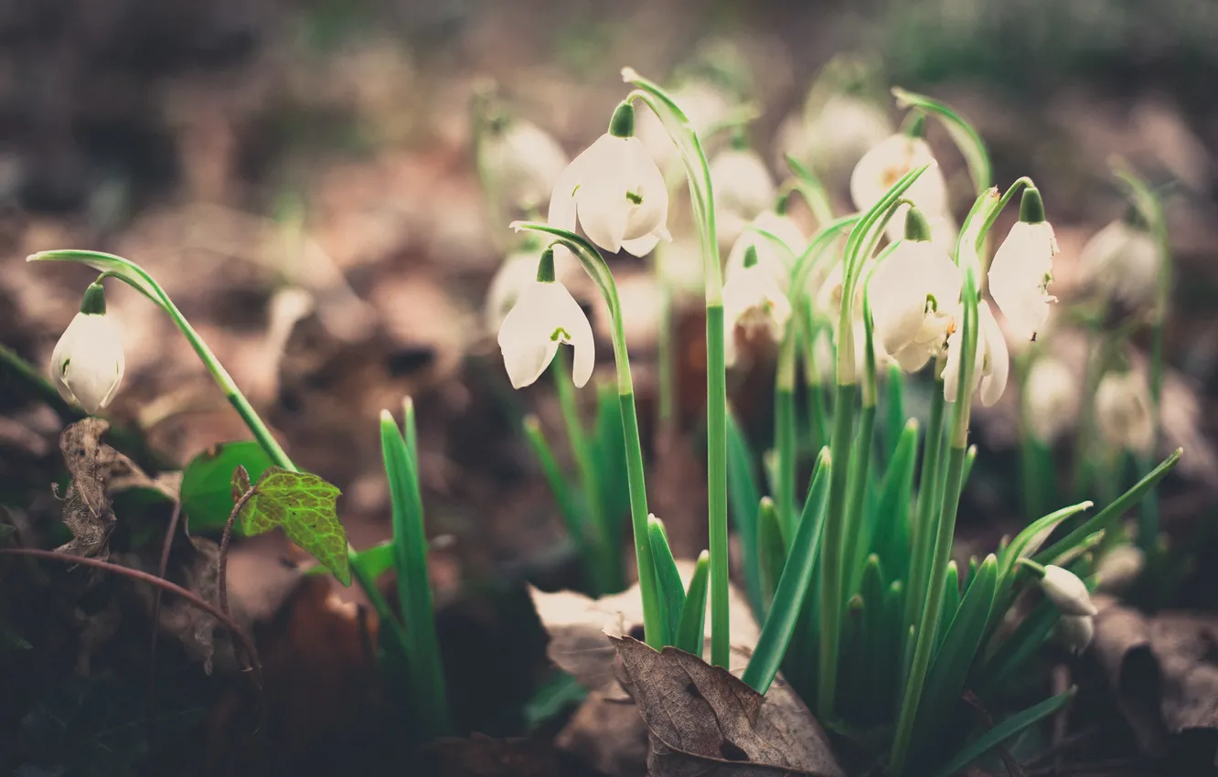 Photo wallpaper flowers, petals, snowdrops, white