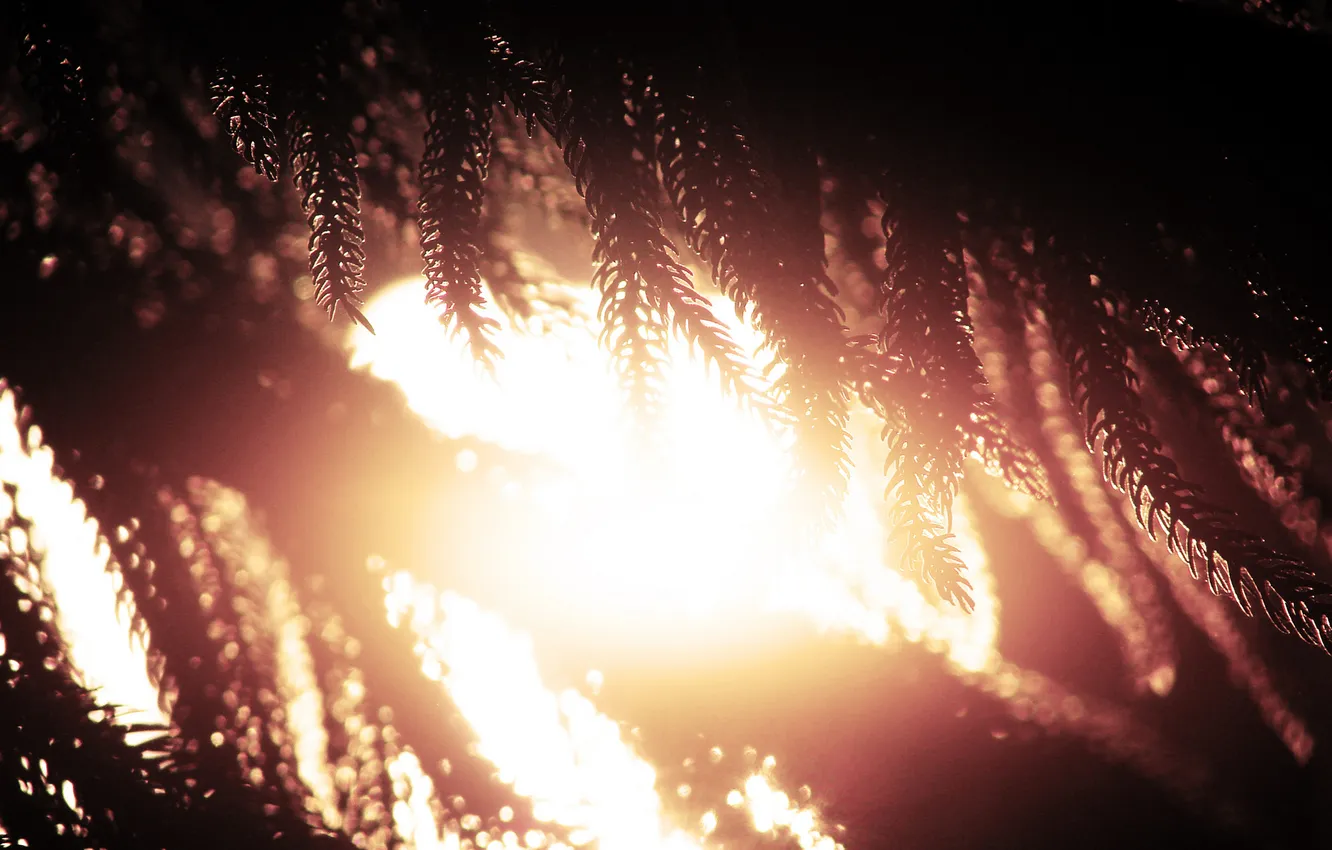 Photo wallpaper macro, trees, branches, nature, photo, Wallpaper, picture