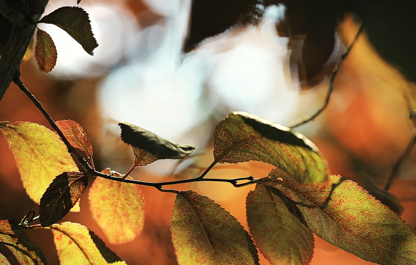 Photo wallpaper leaves, branches, bokeh