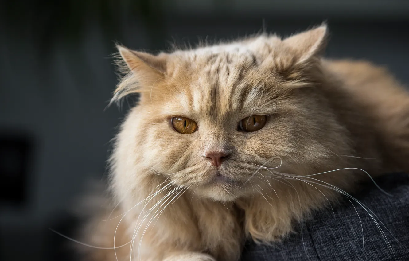 Photo wallpaper cat, cat, look, muzzle, British longhair cat