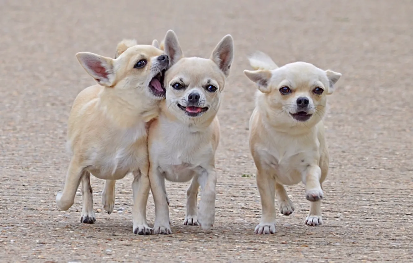 Photo wallpaper dogs, walk, friends, three, comrades, Chihuahua
