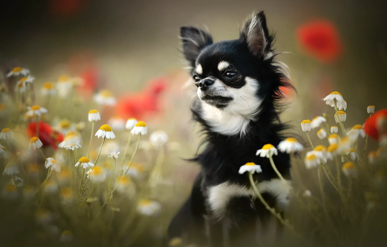 Photo wallpaper flowers, chamomile, dog, face, bokeh, doggie, Chihuahua