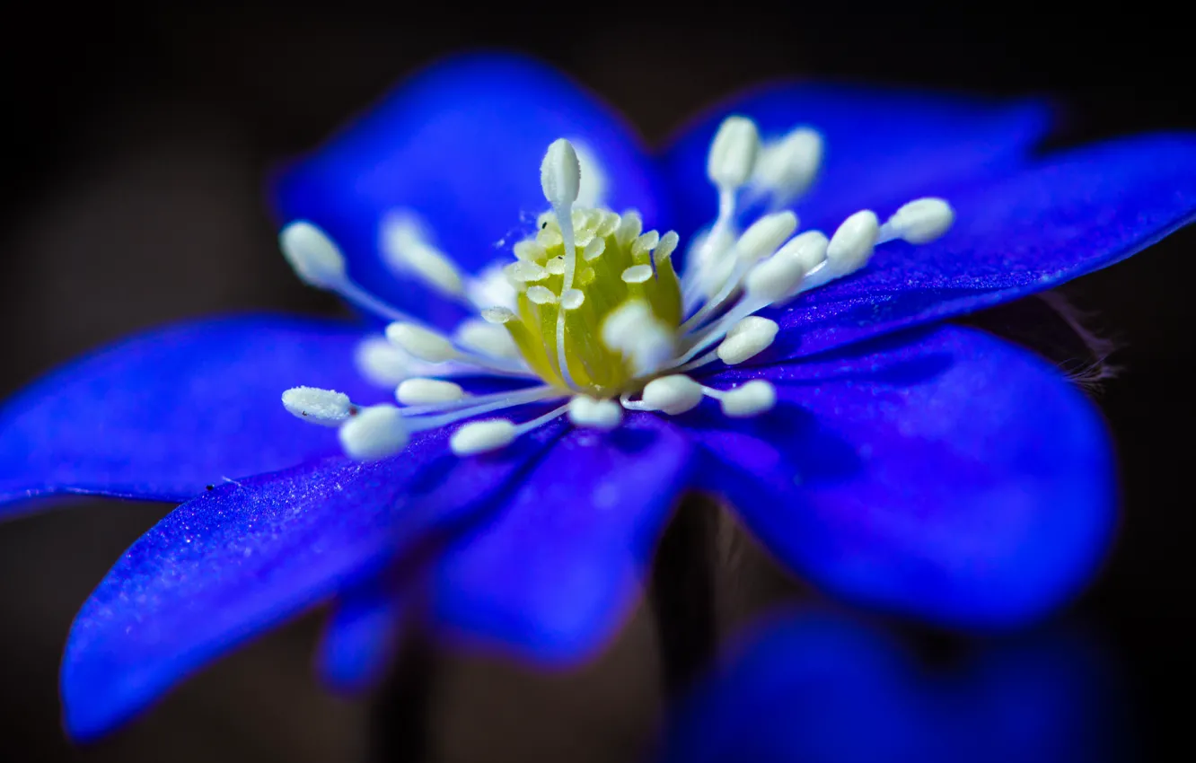 Photo wallpaper flowers, nature, background, petals, stamens