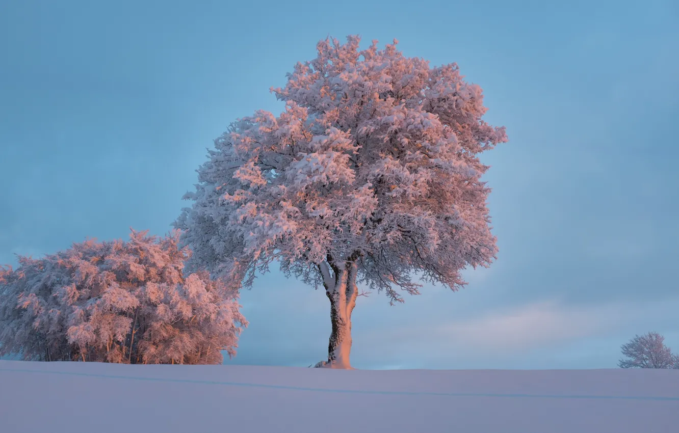 Photo wallpaper winter, frost, snow, trees, beauty, blue sky