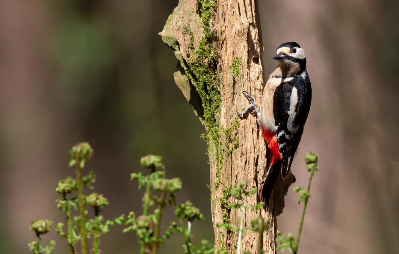 Photo wallpaper trees, look, stump, woodpecker, bokeh, fern, bird