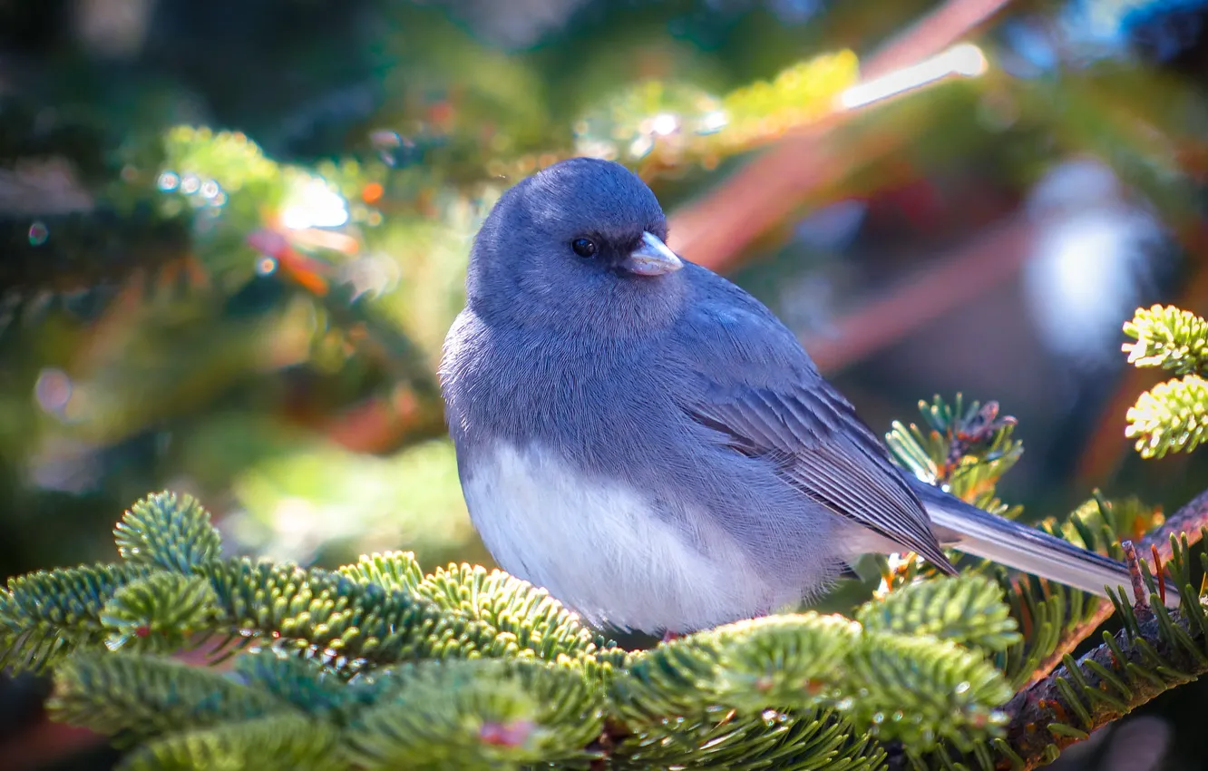 Photo wallpaper branches, blue, bird, spruce
