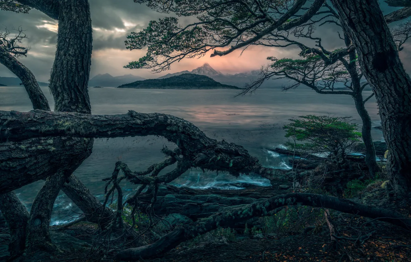 Photo wallpaper trees, mountains, branches, shore, snag, twilight, pond