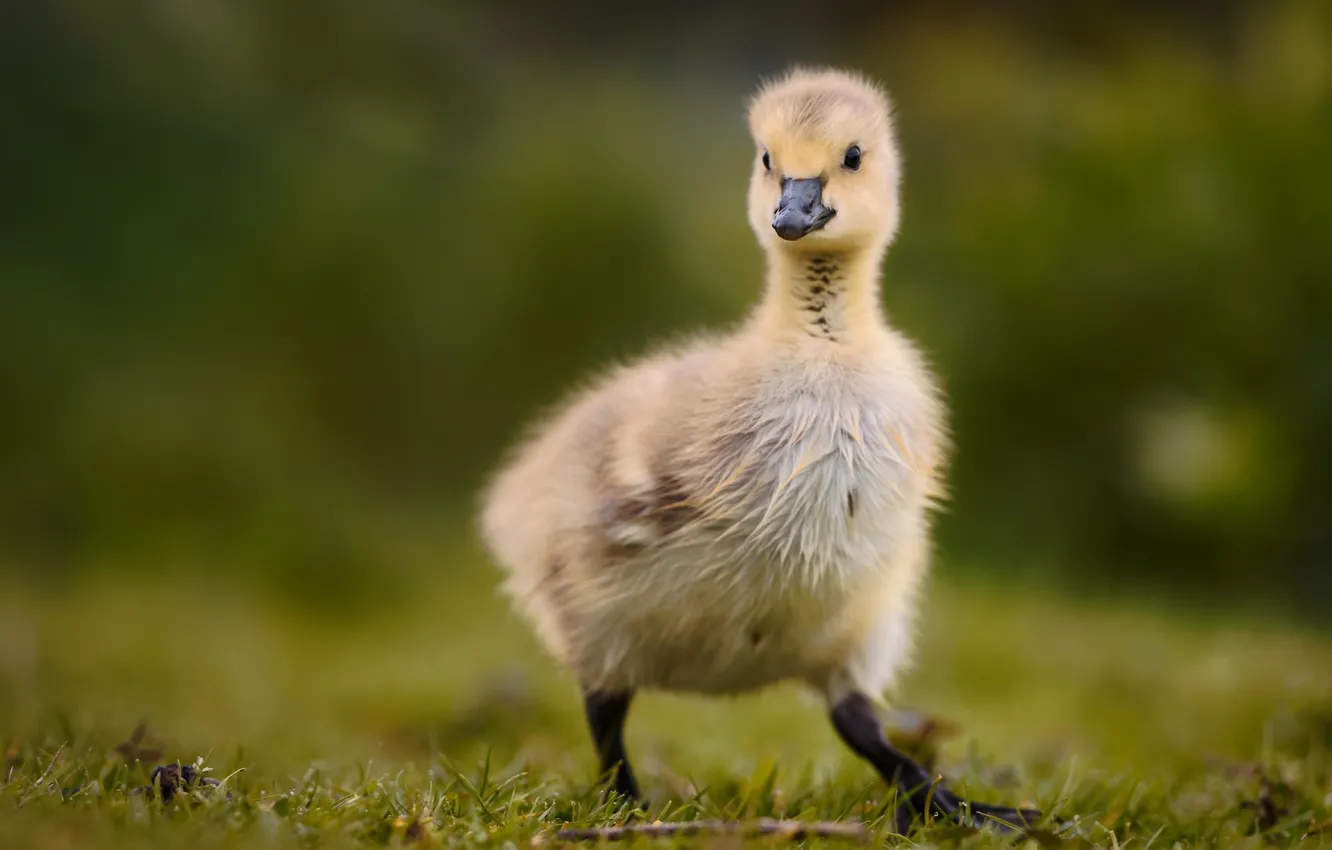 Photo wallpaper bird, baby, chick, bokeh, Gosling
