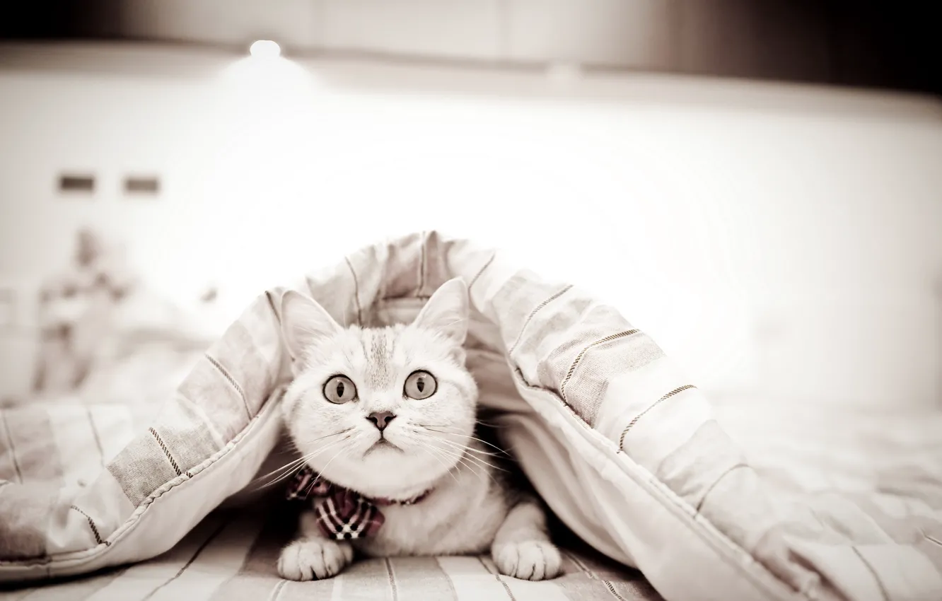 Photo wallpaper cat, look, home