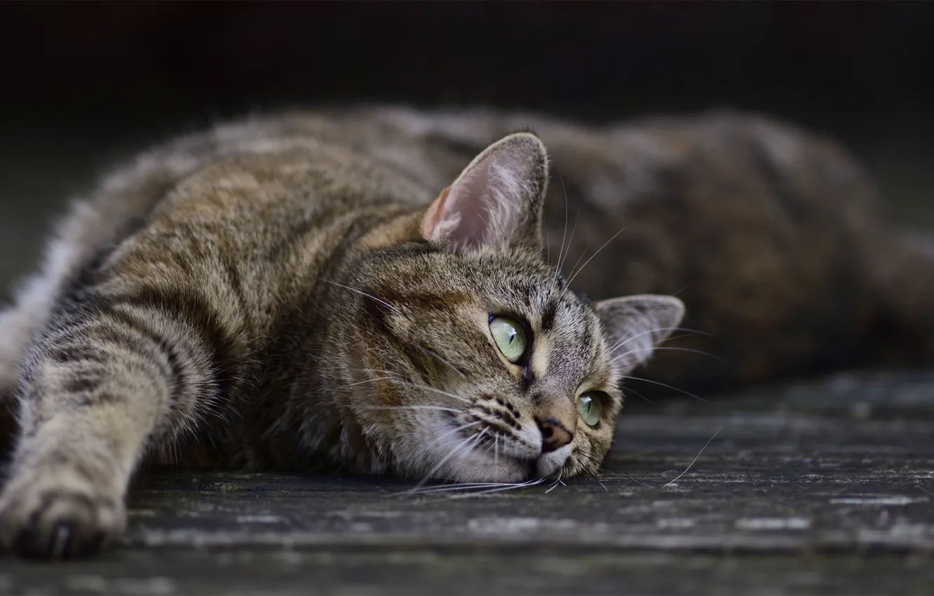 Photo wallpaper cat, cat, pose
