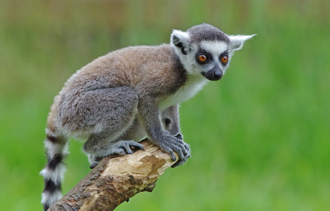 Photo wallpaper look, trees, pose, legs, lemur, cub, face, green background