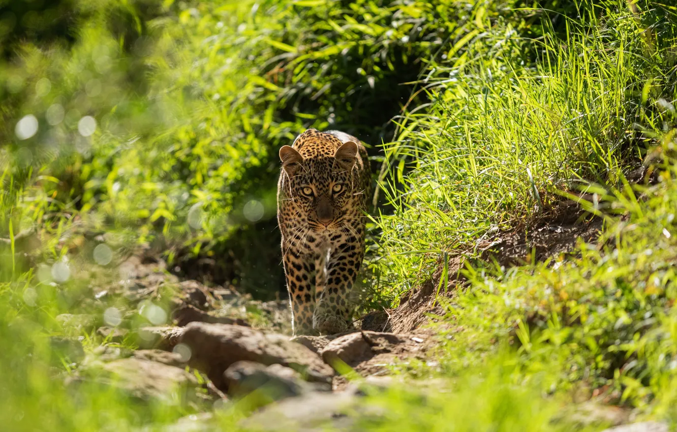 Photo wallpaper greens, grass, look, face, light, nature, leopard, walk