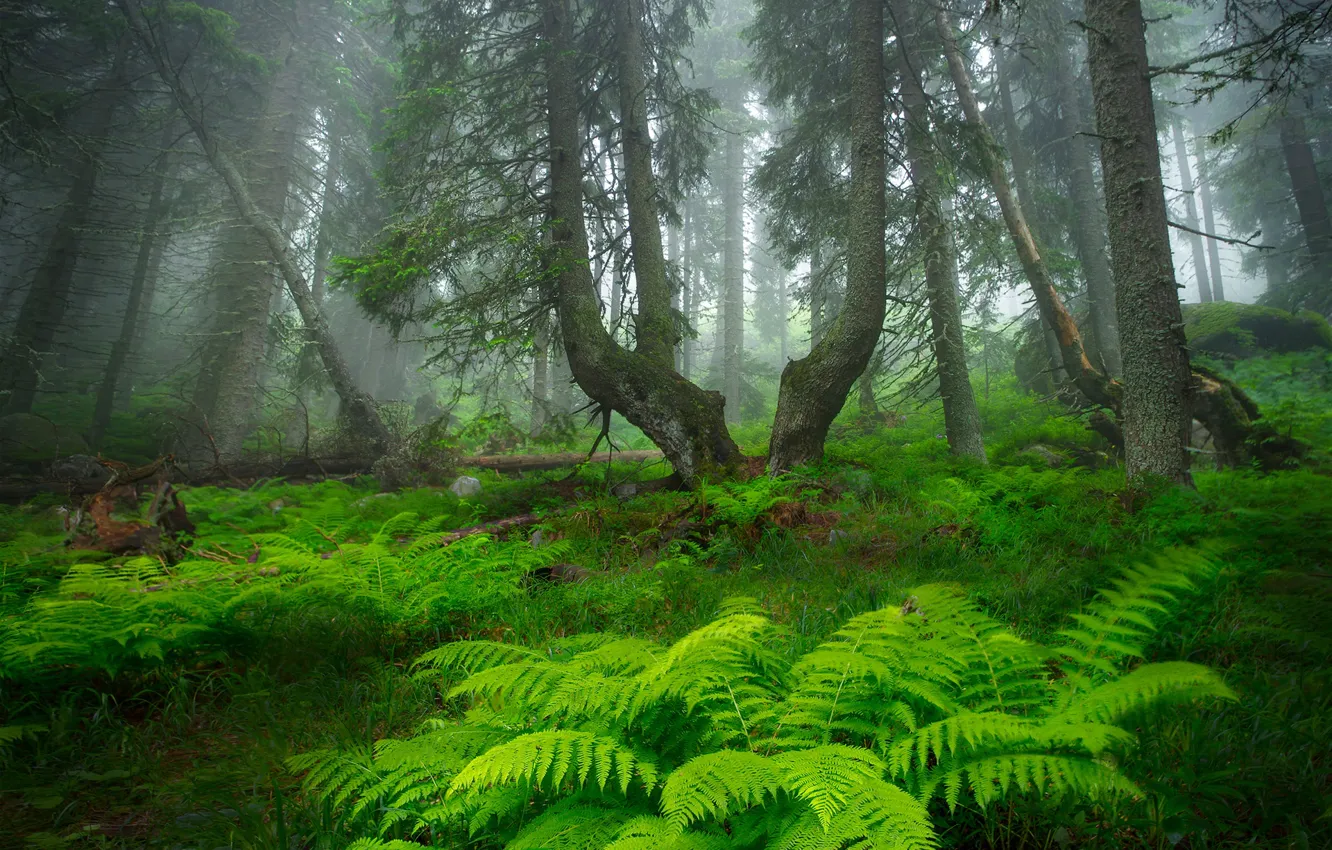 Photo wallpaper forest, trees, fog, forest, fern, trees, fog, fern