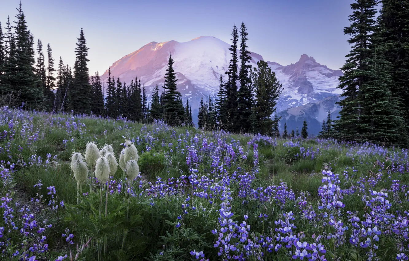 Photo wallpaper forest, flowers, mountains, ate, slope, meadow, lupins