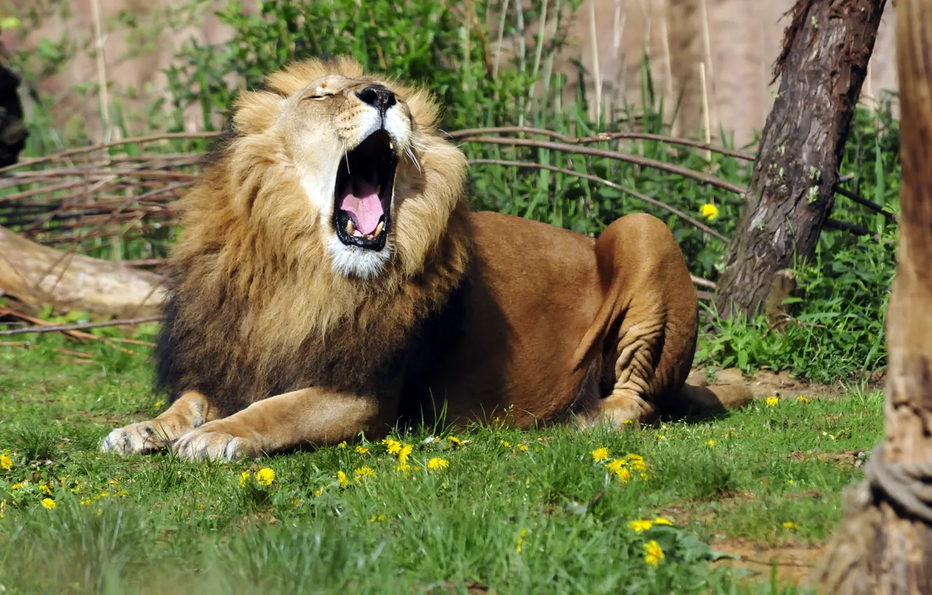 Photo wallpaper cat, grass, Leo, mouth, yawns