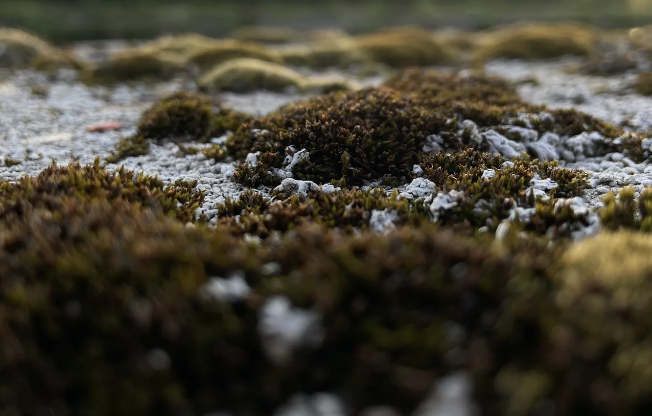 Photo wallpaper forest, macro, moss