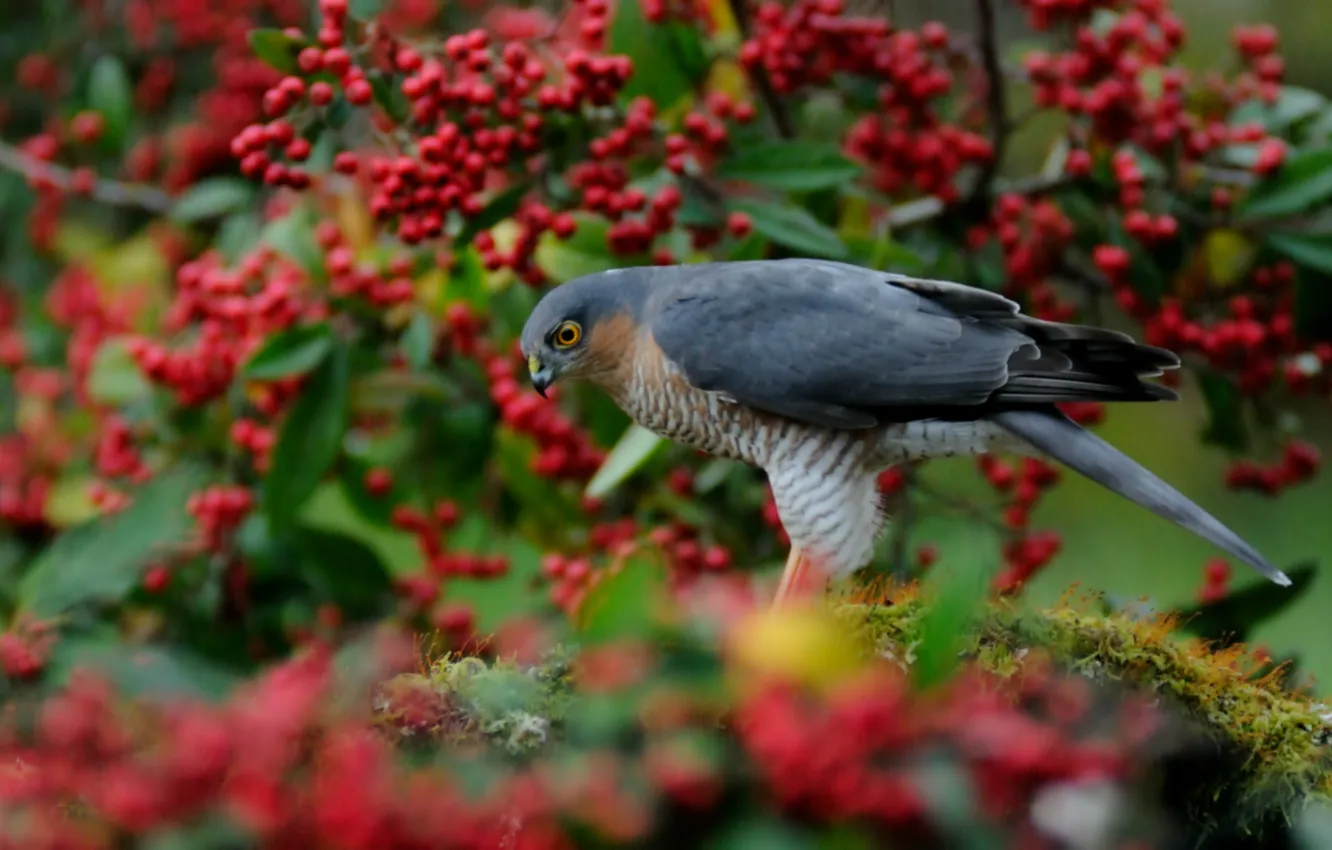 Photo wallpaper trees, red, berries, bird, blur, hawk, Sparrowhawk