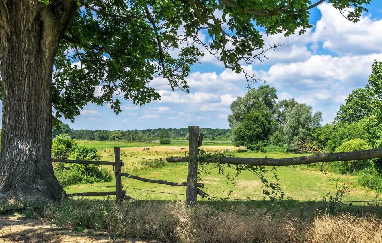 Photo wallpaper field, summer, the sky, trees