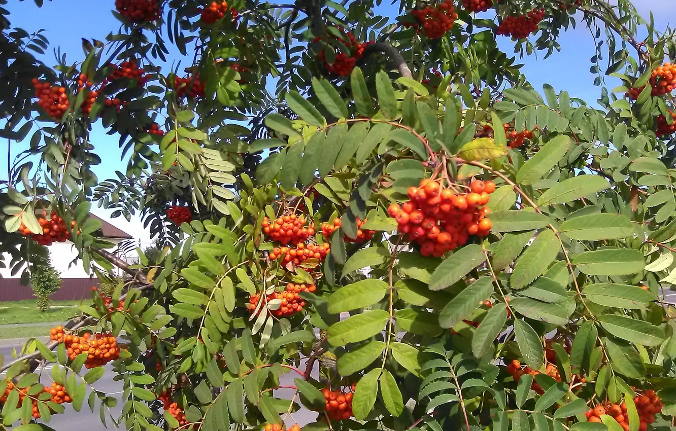Photo wallpaper Sunny day, Rowan, bunches of Rowan